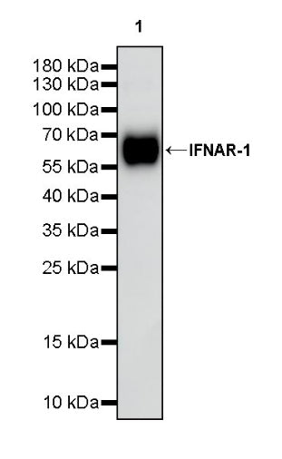 Invivo anti-mouse IFNAR-1 Recombinant mAb