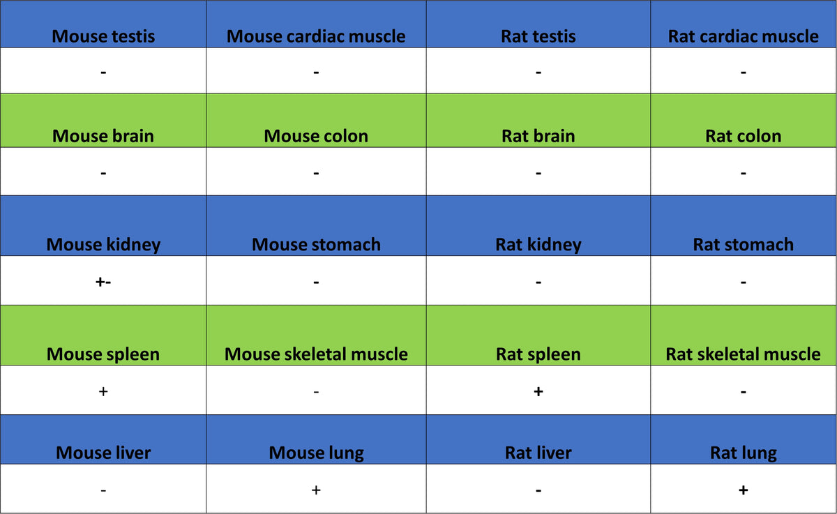 MMP-8 Recombinant Rabbit mAb (S-5674)