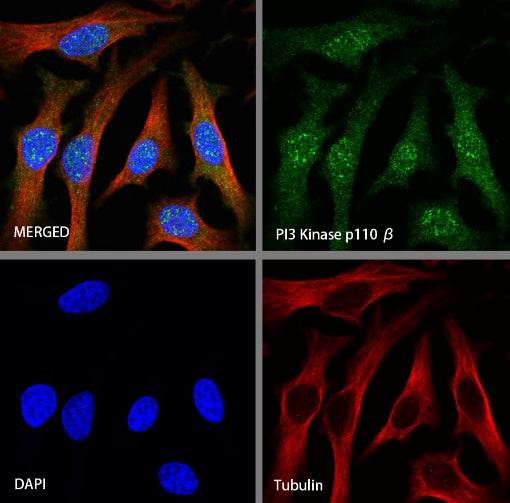 PI3 Kinase p110β Recombinant Rabbit mAb (S-1193-109)