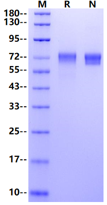 Endoglin/CD105 His Tag Protein, Mouse