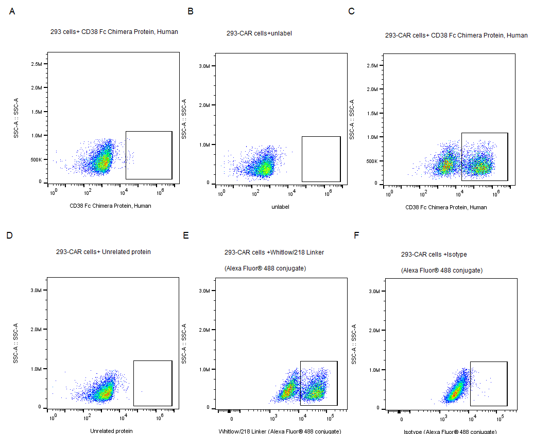 CD38 Fc Chimera Protein, Human