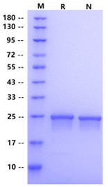 FGF-8b Protein, Human