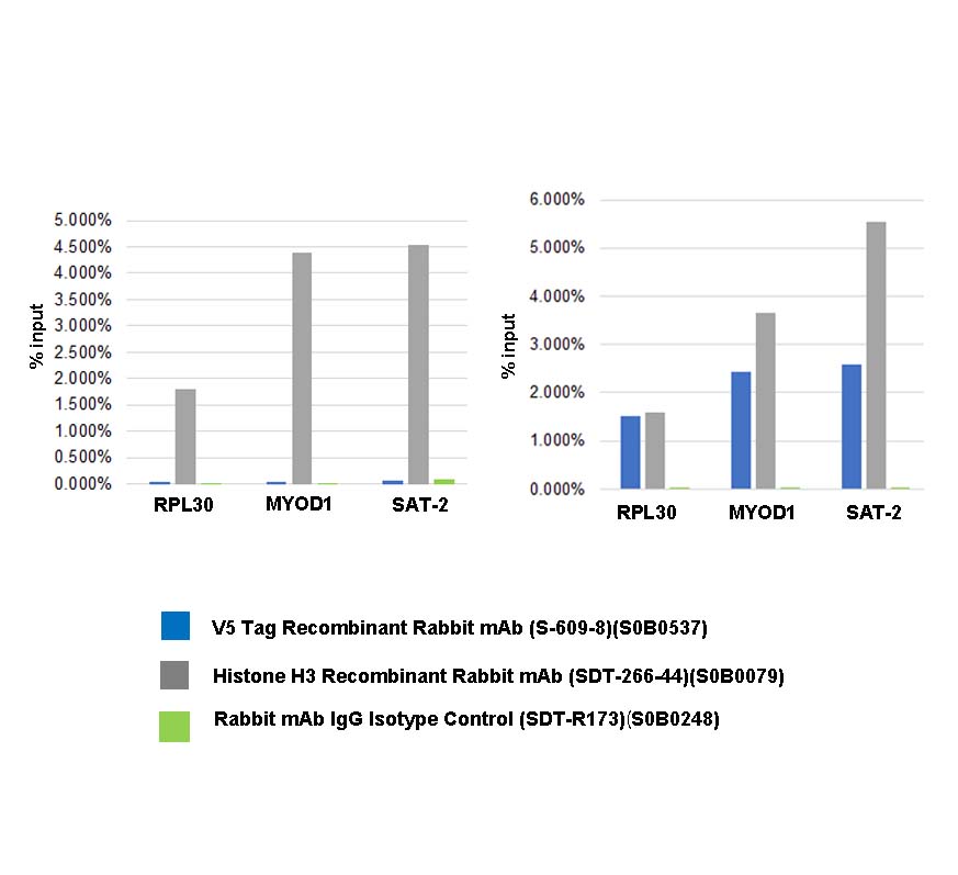 V5 Tag Recombinant Rabbit mAb (S-609-13)