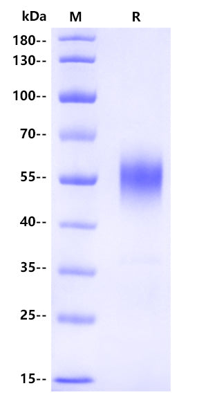 Human STAB1 Protein, His Tag