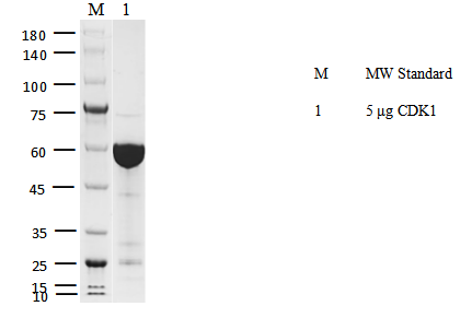 CDK1 GST Tag Protein, Human