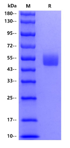 IgE Fc His Tag Protein, Mouse