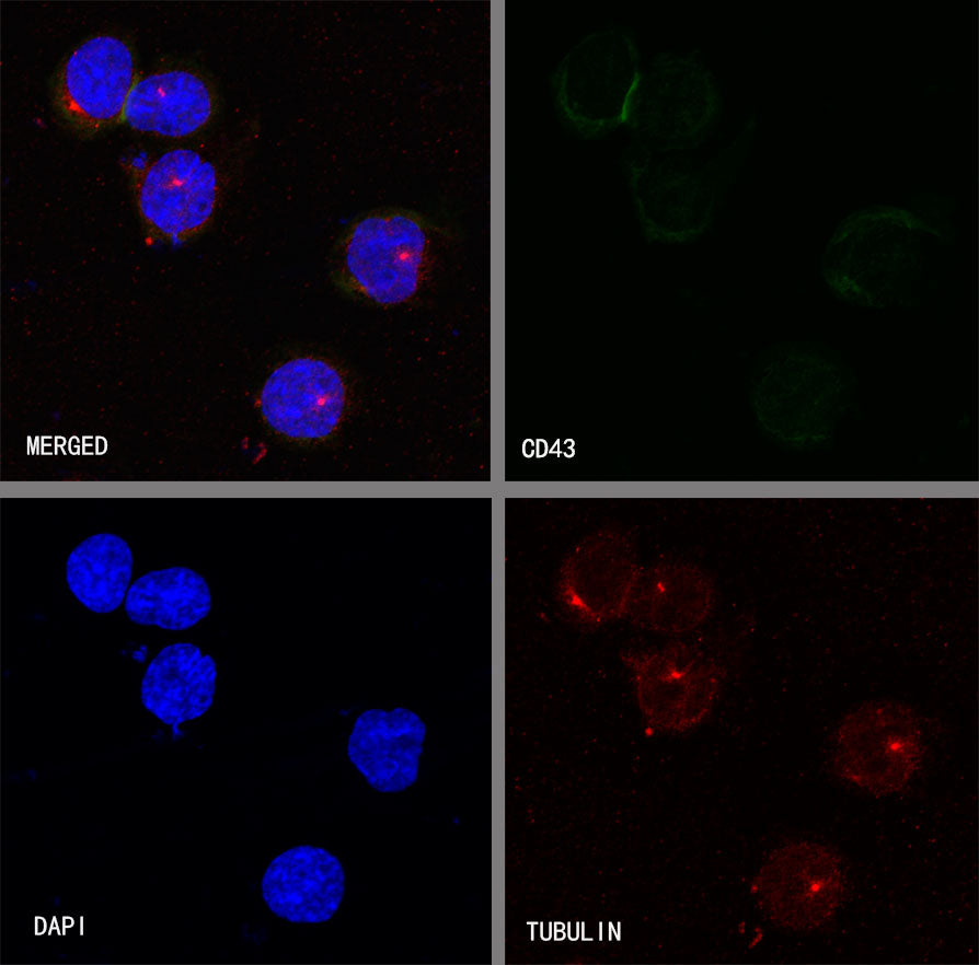 S-RMab® CD43 Recombinant Rabbit mAb (SDT-R101)