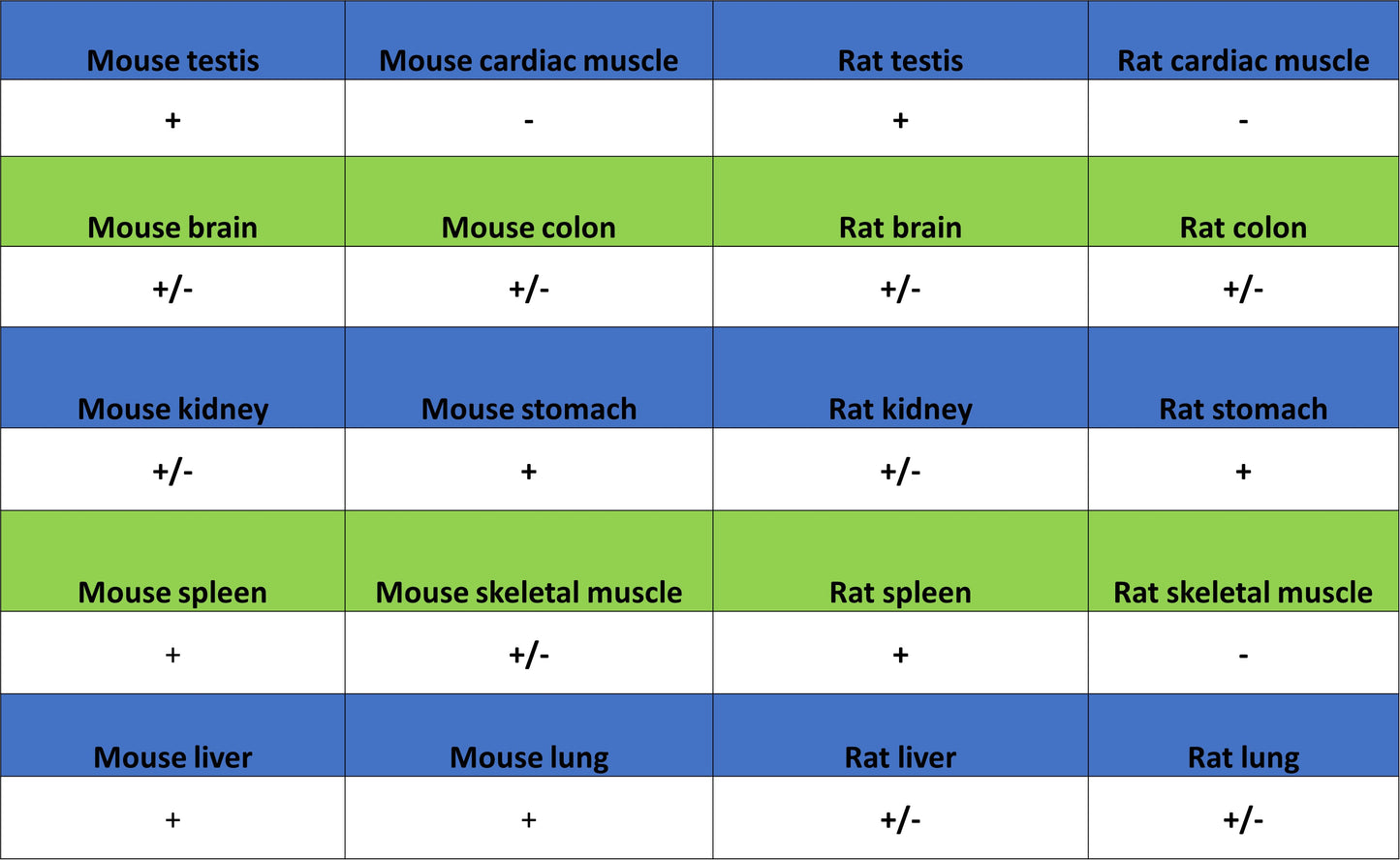 RAB27A Mouse mAb (S-M0050)