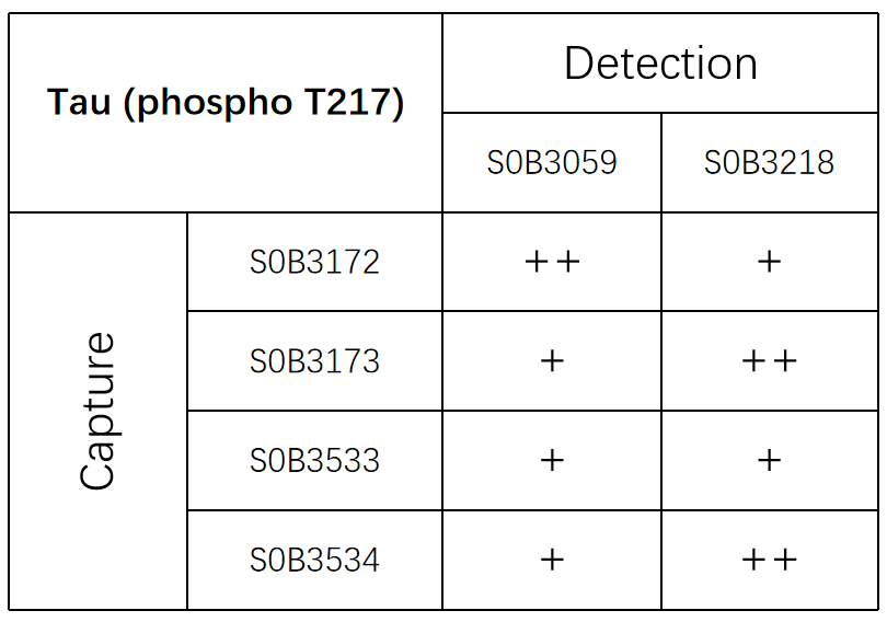 Tau (phospho T217) Recombinant Rabbit mAb (SDT-R205-TT217-4)