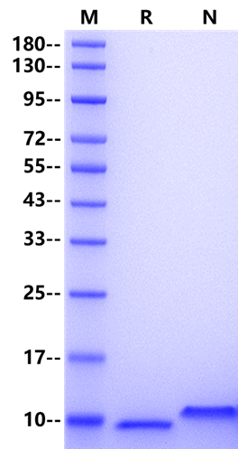NAP-2/CXCL7 Protein, Human