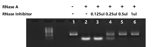 Murine RNase Inhibitor