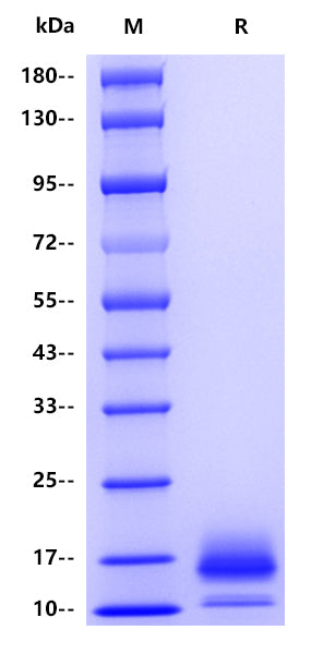 Human CD59, His tag