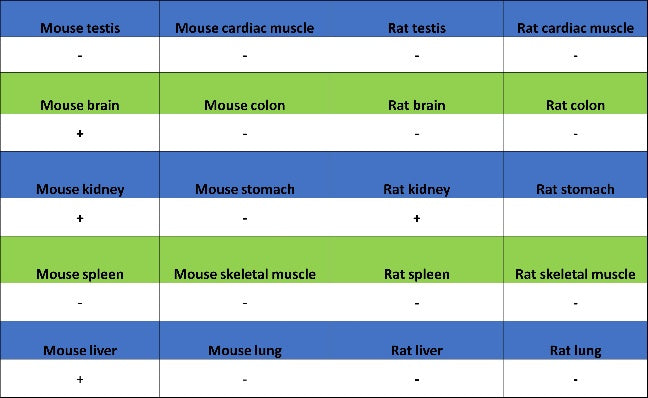 IFIT1 Recombinant Rabbit mAb (S-962-58)