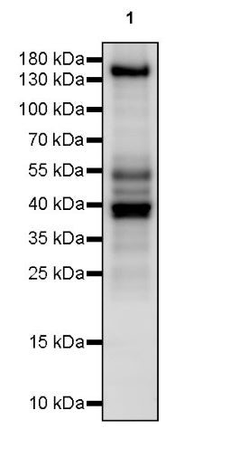 S-RMabMixTM Succinyllysine Rabbit mAb