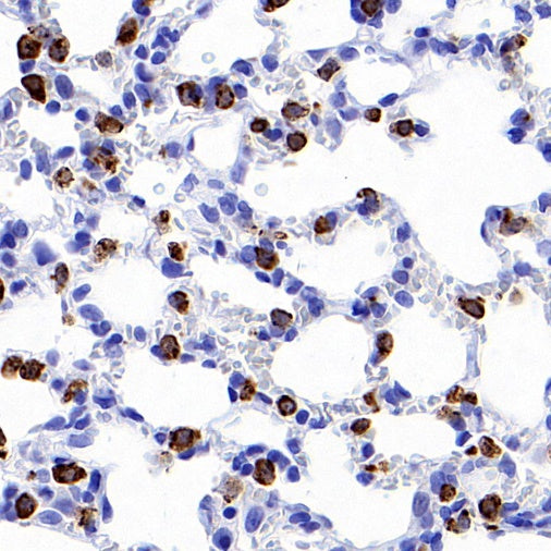 Prosurfactant Protein C Recombinant Rabbit mAb (S-1773-6)