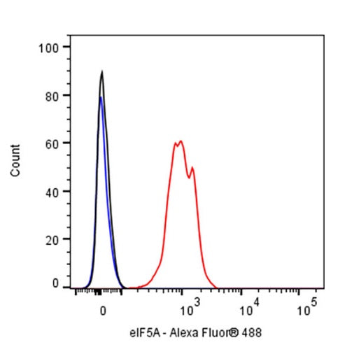 eIF5A Rabbit Polyclonal Antibody