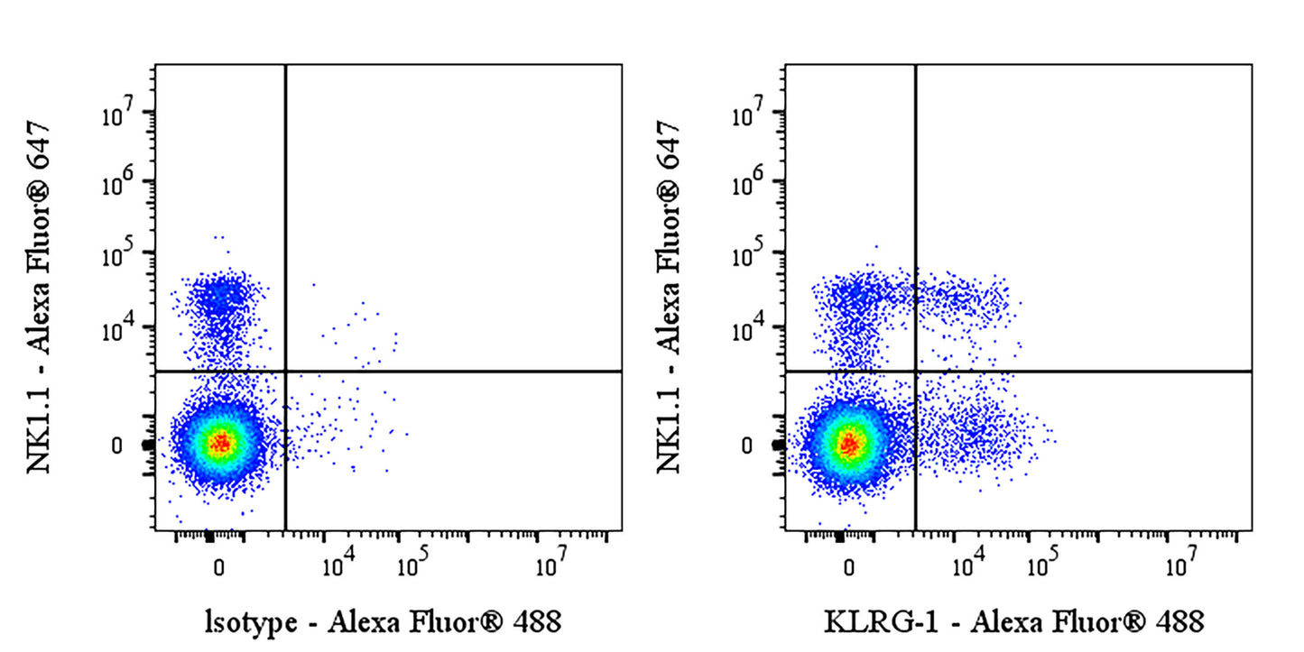 Syrian hamster Anti-Mouse/Human KLRG-1 Antibody (S-3757)