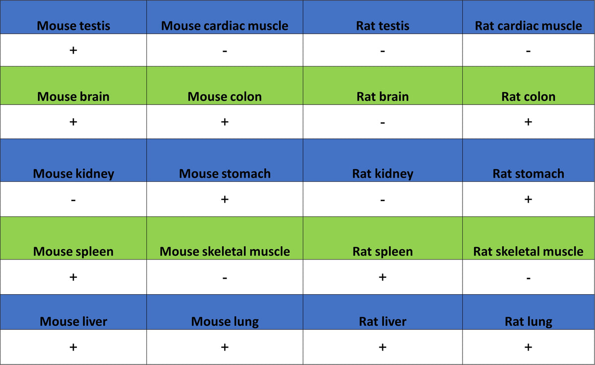 LPCAT2 Recombinant Rabbit mAb (S-4239-18)
