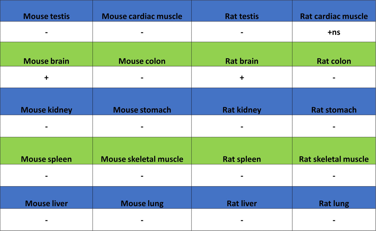 SV2A Recombinant Rabbit mAb (S-3732-3)