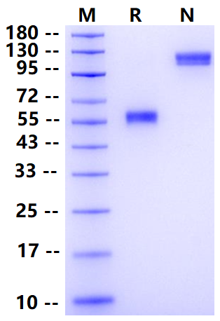 FITC-Labeled CD7 Fc Chimera Protein, Human