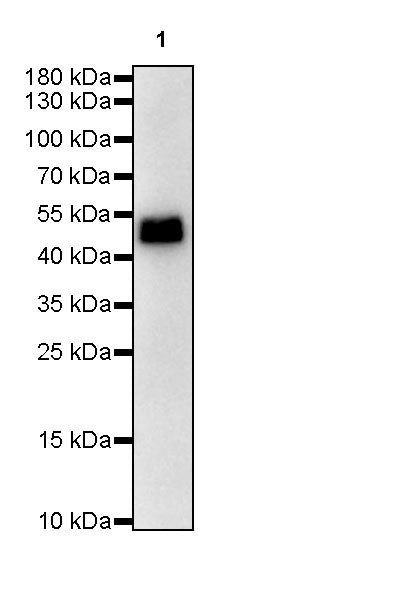 α-tubulin Recombinant Mouse mAb (S-364-23HL)