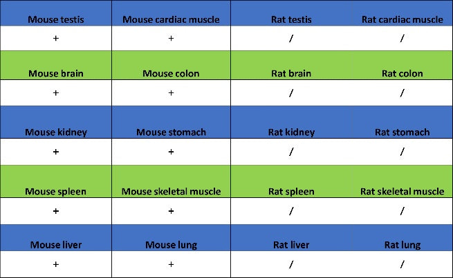 SMARCAL1 Recombinant Rabbit mAb (S-2110-328)