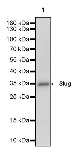 Slug Recombinant Rabbit mAb (S-3177)