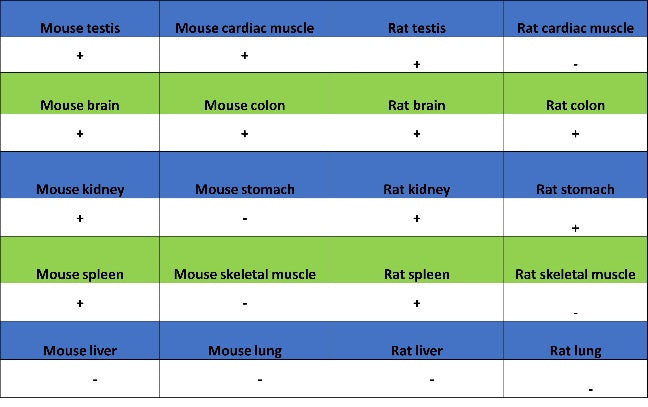 CDK1 Recombinant Rabbit mAb (S-1374-66)