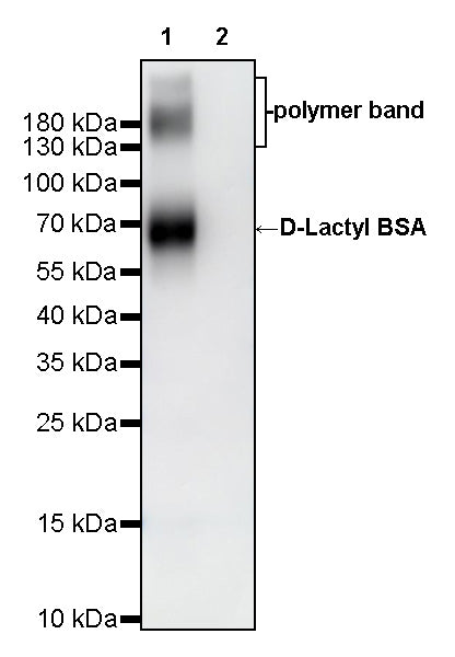 D-Lactyl Lysine Rabbit Polyclonal Antibody