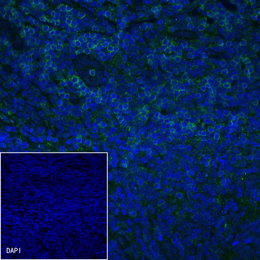CD4 Recombinant Rabbit mAb (SDT-R163)