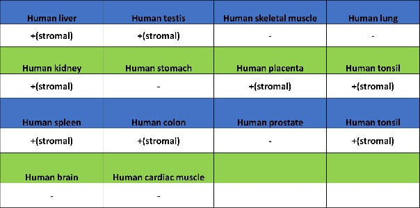 Phospho-Vimentin (Ser39) Rabbit Polyclonal Antibody