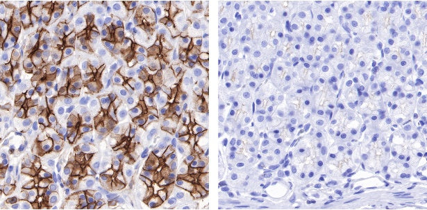 Phosphotyrosine Rabbit mAb (S-R207)