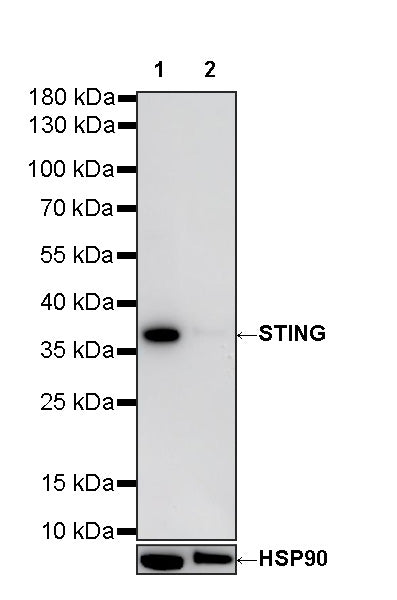 STING-Knockdown HeLa Cell Lysate