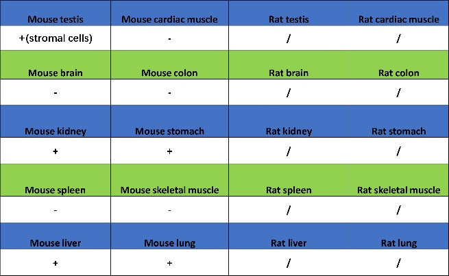 Catalase Recombinant Rabbit mAb (S-1925-3)