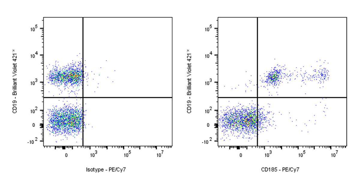PE-Cy7 Rat Anti-Mouse CD185 Antibody (S-R600)
