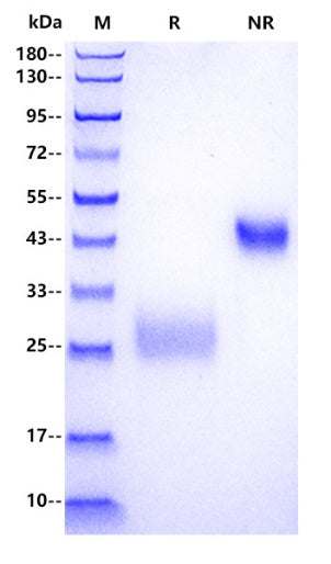VEGF-A His Tag Protein, Mouse