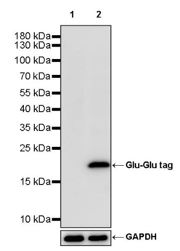 Glu-Glu tag Recombinant Rabbit mAb (HRP Conjugate) (S-905-4)