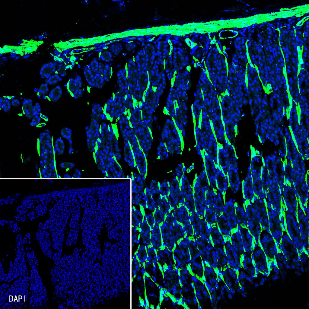 alpha smooth muscle Actin Recombinant Rabbit mAb (FITC Conjugate) (SDT-132-63)