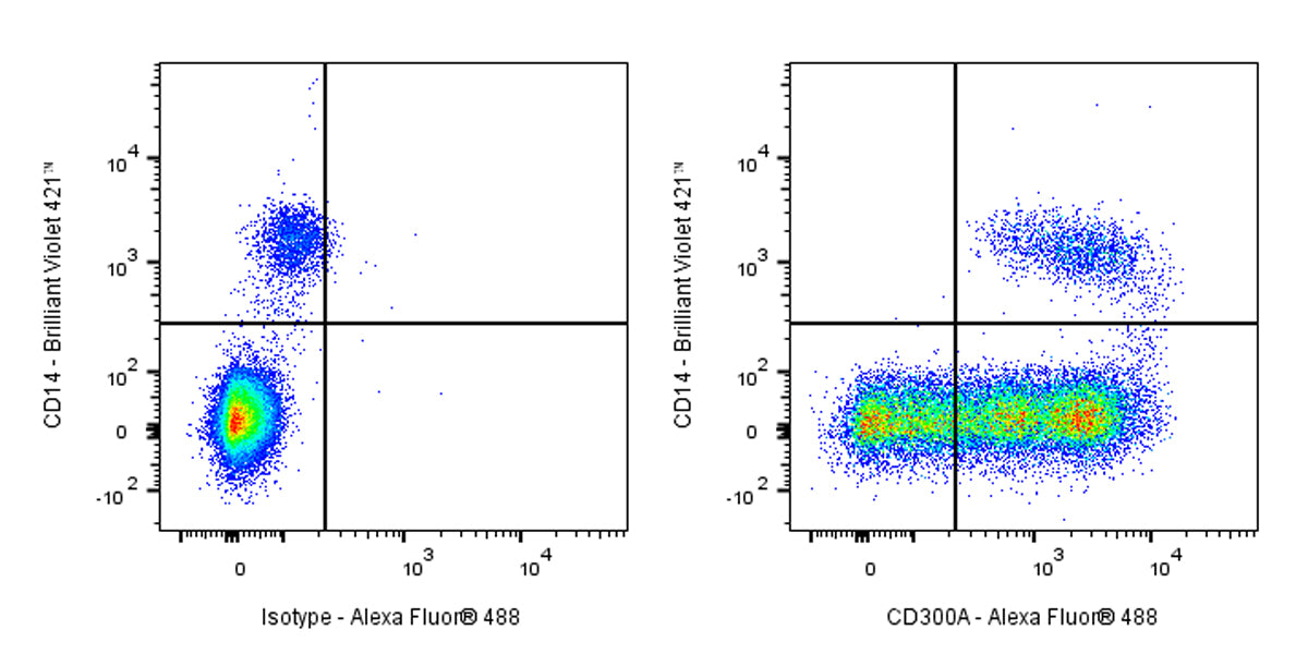 CD300a Rabbit Polyclonal Antibody
