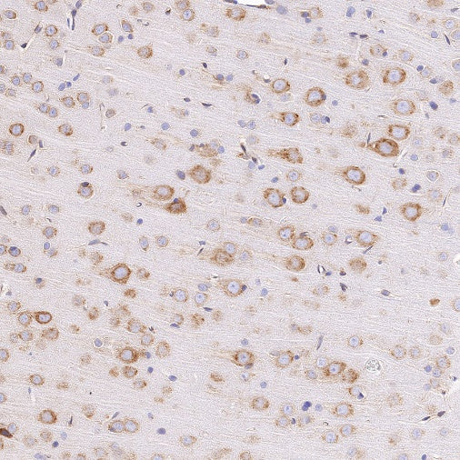 UGGT1 Recombinant Rabbit mAb (S-1079-19)
