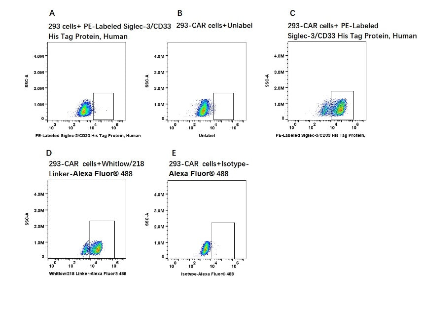 PE-Labeled Siglec-3/CD33 His Tag Protein, Human