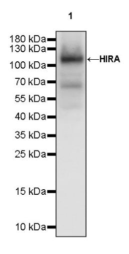 HIRA Recombinant Rabbit mAb (S-1802-37)