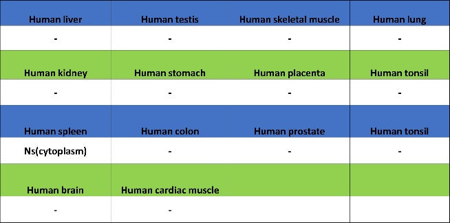 SOX11 Recombinant Mouse mAb (SDT-919-58)