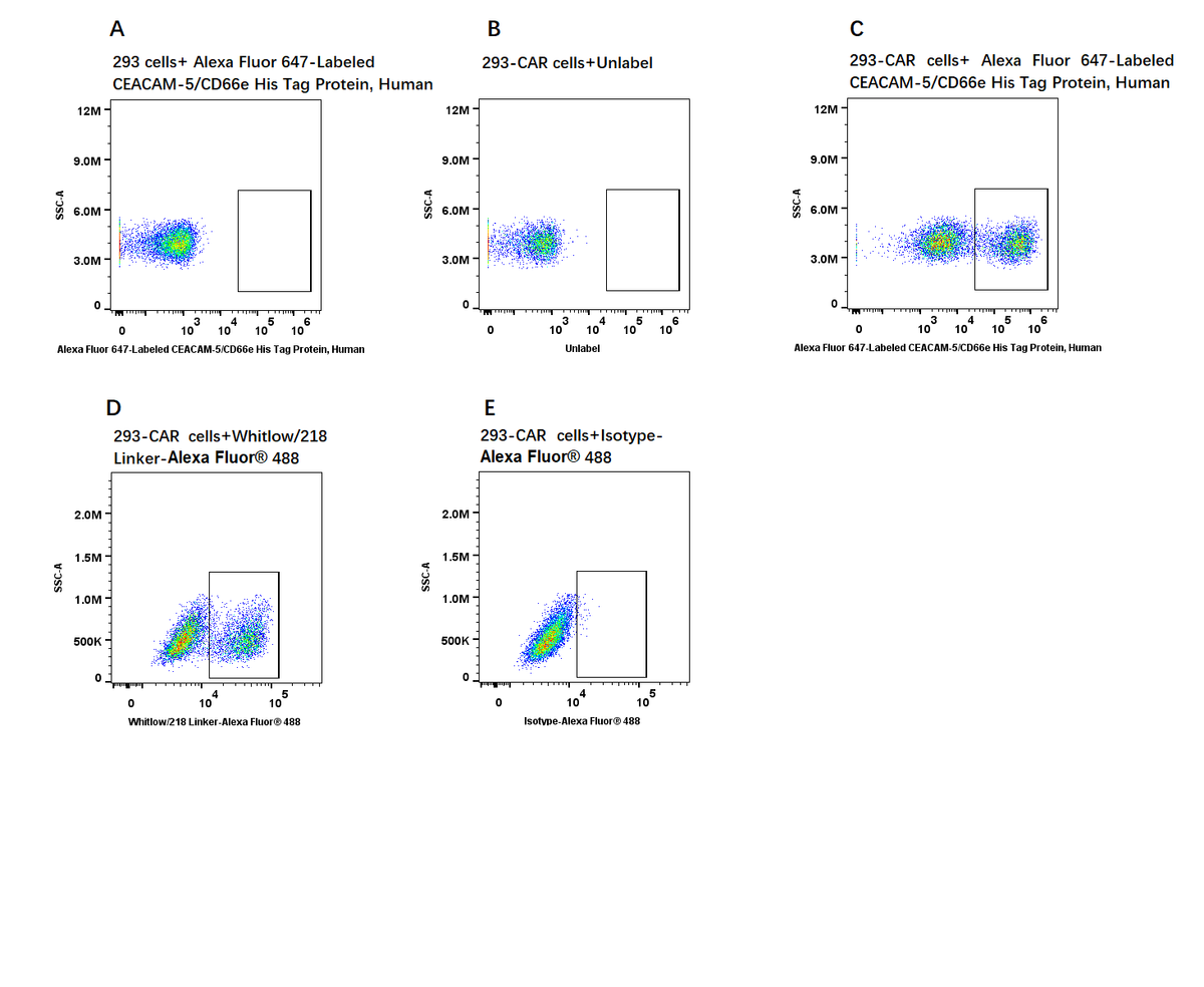 Alexa Fluor 647-Labeled CEACAM-5/CD66e His Tag Protein, Human