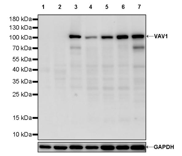 VAV1 Recombinant Rabbit mAb (S-2499-37)