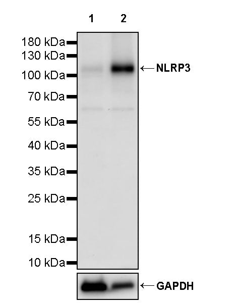 NLRP3 Recombinant Rabbit mAb (S-3914-9)