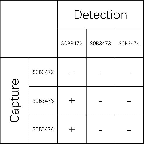 Mouse CCL2/JE/MCP-1 Recombinant mAb (SDT-1794-21)