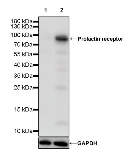 Prolactin receptor Rabbit Polyclonal Antibody