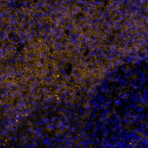 CD4 Recombinant Rabbit mAb (Alexa Fluor® 555 Conjugate) (SDT-R163)