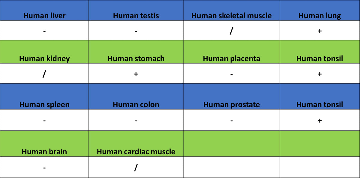 IL-33 Recombinant Rabbit mAb (S-1700-223)